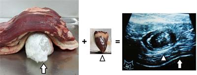 Successful Applications of Food-Assisted and -Simulated Training Model of Thyroid Radiofrequency Ablation